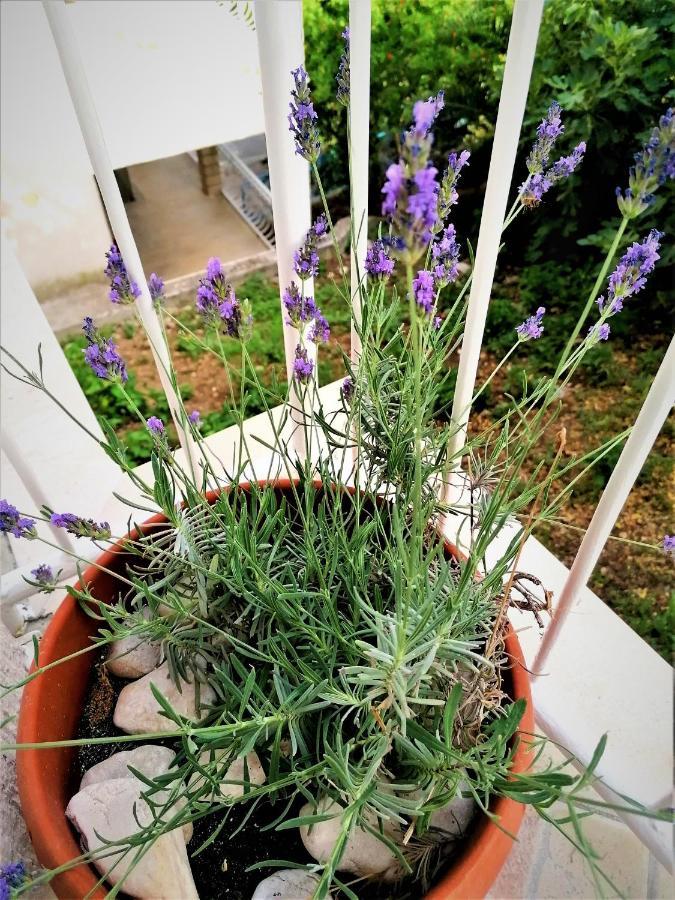 Anita Apartman